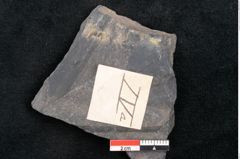 Foto (Detailansicht) von Flabellaria sublongirhachis Ettingshausen (NHMW-GEO-2024-0188-10231)